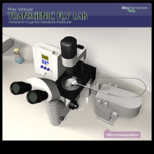 Transgenic Fly Virtual Lab