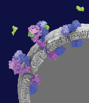 John Kuriyan and his collaborators used a combination of molecular biology, nuclear magnetic resonance, x-ray crystallography, and computational analysis to explore the membrane-bound epidermal growth factor receptor (EGFR). They learned that two molecules of EGFR (purple and pink) come together to form an active receptor. Image courtesy of D. E. Shaw Research