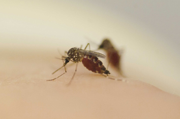 A female Aedes aegypti mosquito